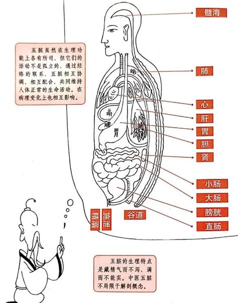 五臟六腑位置圖|【五臟位置】深入解剖！完整五臟位置圖，一看就懂身。